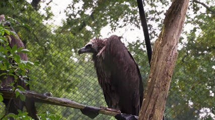 Wall Mural - Dangerous vulture bird sitting in tree