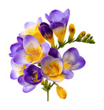 Colorful freesia flowers botanical garden bright lighting isolated on transparent background