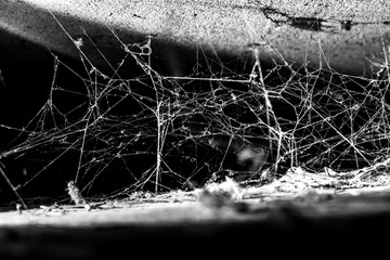 spider web on a dark background