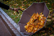 © melnikviva - Umbrella Filled with Autumn Leaves on Wet Ground