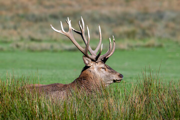Wall Mural - Rutting red deer (Cervus elaphus) stag with big antlers resting in grassland during the rut in autumn / fall