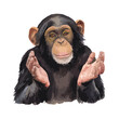 © yuniazizah - Expressive Chimpanzee with Open Hands Vector Illustration.