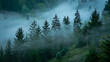 © StockClarity - Misty Forest with Tall Evergreen Trees and Foggy Atmosphere nature