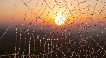 Sunrise Through Dew-Kissed Spiderweb