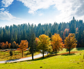 Wall Mural - autumn landscape with road through valley near coniferous forest with trees in colorful leaves. beautiful countryside scene in carpathian mountains of ukraine. scenic place on a sunny day