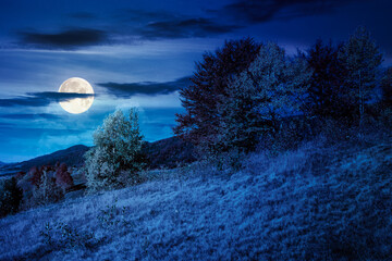 Wall Mural - mountain landscape in autumn at night. beautiful view with trees in colorful foliage. picturesque rural place in alps in full moon light. countryside scenery