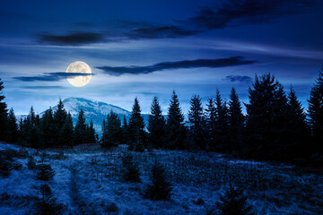 Wall Mural - fir trees on a meadow at night. scenic landscape with coniferous forest in mountains under starry sky in full moon light. mysterious alpine scenery with silhouettes for halloween background