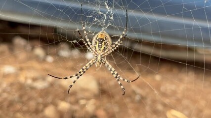 Close-up of spider weaving a delicate web in a natural setting during daylight hours