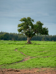 Wall Mural - A lone tree in a green tree with footpath to it in an S shape. Dense forest in the background. Nature scene. Cloudy sky. Stand out and be different concept.