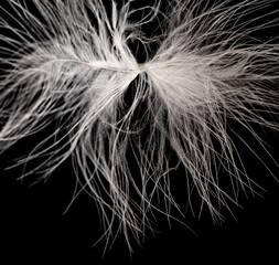 Wall Mural - A feather is shown in a close up