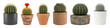 © MDNANNU - Potted cactus set including different species, flowering, and diverse pots isolated. Succulent home decor collection.