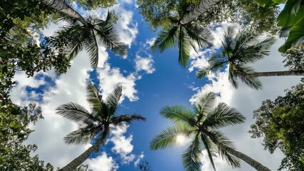 Wall Mural - A group of palm trees standing tall under a clear blue sky
