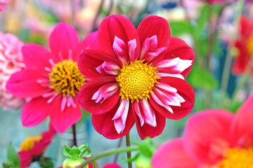 Wall Mural - Pink Collarette dahlias ‘Eefje’ in flower.