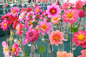 Wall Mural - Pink Collarette dahlias in flower.