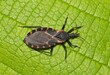 © Brett - Eastern Bloodsucking Conenose Kissing Bug Triatoma sanguisuga Chagas disease carrier on leaf.