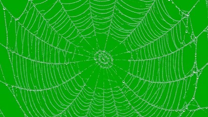 A delicate spider web gently swaying and shimmering as if moved by a light breeze, isolated on a green screen morning, movement, light breeze