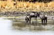 © Satoshi Kina - wildebeest in the water