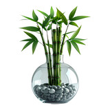 Lucky Bamboo Plant in Clear Spherical Glass Vase with Polished Pebbles on Black Background - Zen Home & Office Decor Symbol