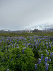 Wall Mural - A small church surrounded by blooming lupin Iceland.