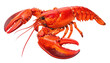 © kinny - A cooked lobster, red-orange, with large claws, isolated on a transparent background