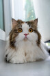 © moomusician - Close up of cute fluffy white cat on the floor, looking at the camera. Mixed breed cat between Maine Coon and Scottish Fold.