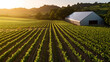 © photo for everything - Lush vineyard rows stretch out towards a sunlit horizon, alongside a metal building in this scenic landscape. A testament to rural beauty and agricultural abundance.