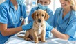 © taa - Puppy Checkup: Veterinarians Examining Golden Retriever Puppy