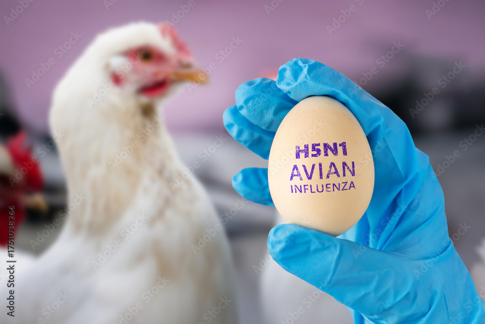 Veterinarians diseases in poultry such as farm chickens, H5N1 H5N6 ...