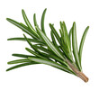 © abufatir - Close-up of a fresh rosemary sprig on a black background, showcasing detailed foliage
