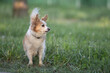 © shymar27 - Small fluffy dog with a light brown and white coat stands in a grassy field, tail wagging, showcasing playful energy and a joyful demeanor in a natural outdoor setting
