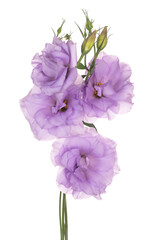 Wall Mural - eustoma flower isolated