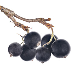 Wall Mural - bunch of isolated large black currant six berries