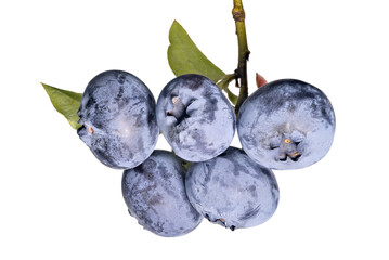 Wall Mural - large blueberry isolated branch with five fine berries closeup
