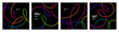 © Briddy - Color Gradient Swirl Lines. Curve Linear Shape Pattern. Vector Abstract Backgrounds with Doodle Rainbow Ribbons.
