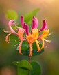 © Apel - Vibrant Honeysuckle Blossom in Soft Sunlight