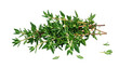© Shazaib - A bunch of fresh green thyme herb with small leaves and stems, scattered around, on transparent and white background