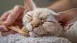 © LimeSky - A Devon Rex cat happily relishes being groomed with a wooden brush eyes shut in satisfaction showcasing the connection between pet and owner