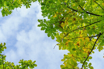 Wall Mural - Lush, vibrant green leaves beautifully framing a bright blue sky above with serenity