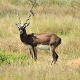 Male blackbuck antelope in grassland, India