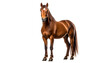 © Lovanaru - Regal chestnut horse stands poised, white blaze marking its head