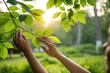 © Muhammad - A serene moment of hands gently touching vibrant green leaves in a sunlit forest setting