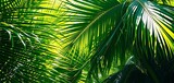 Lush green tropical palm leaves, sunlight dappled, nature background, jungle background