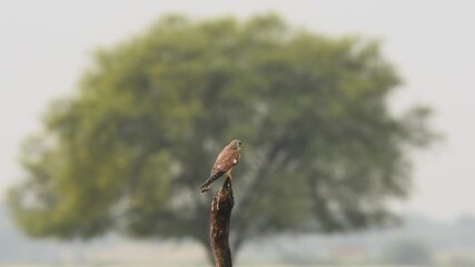 Wall Mural - full shot of Common kestrel or european kestrel or Falco tinnunculus perched on branch framed in tree full wingspan preening wings in winter season safari tal chhapar sanctuary churu rajasthan india