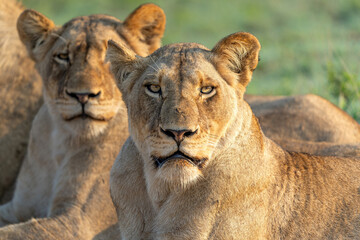 Wall Mural - Lioness resting in Sabi Sands Game Reserve in the Greater Kruger Region in South Africa