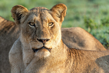 Wall Mural - Lioness resting in Sabi Sands Game Reserve in the Greater Kruger Region in South Africa