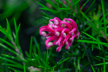 Wall Mural - Grevillea juniperina, commonly known as juniper- or juniper-leaf grevillea or prickly spider-flower