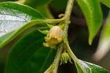 Close up of blooming persimmon buds , background