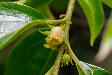 Wall Mural - Close up of blooming persimmon buds , background