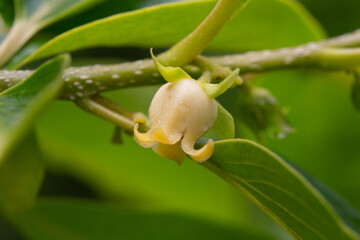 Wall Mural - Close up of blooming persimmon buds , background