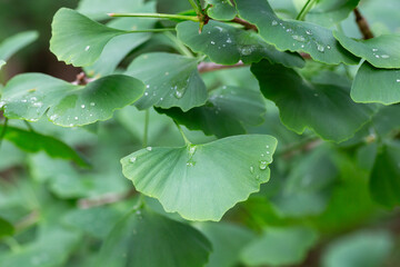 Wall Mural - Ginkgo tree (Ginkgo biloba) or ginkgo with bright green new leaves on background of blurry foliage. Selective focus. Close-up. Landscaped garden. Nature concept for desig